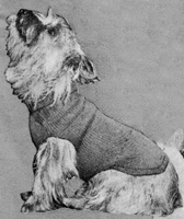 vintage dog coat from 1940s to fit a cairn sized dog