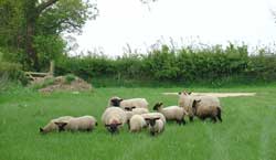 Devon Alpacas - locally called 'Sheep'