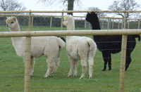 The 'Ladies' in the catch pen - Before the GOO-ING!
