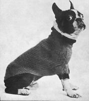 vintage dog coat for Boston Terrier