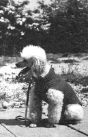 vintage beagle coat knitting pattern