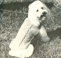 dogcoat for poodle