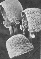 vintage baby bonnets crochet 1920s