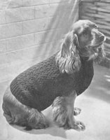 vintage dog knitting pattern for cocker spaniel 1939